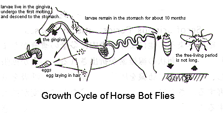 horse bot fly life cycle